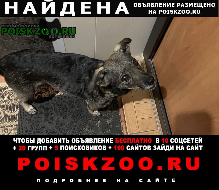 Найдена собака е20, а-180 д. негодицы Волосово