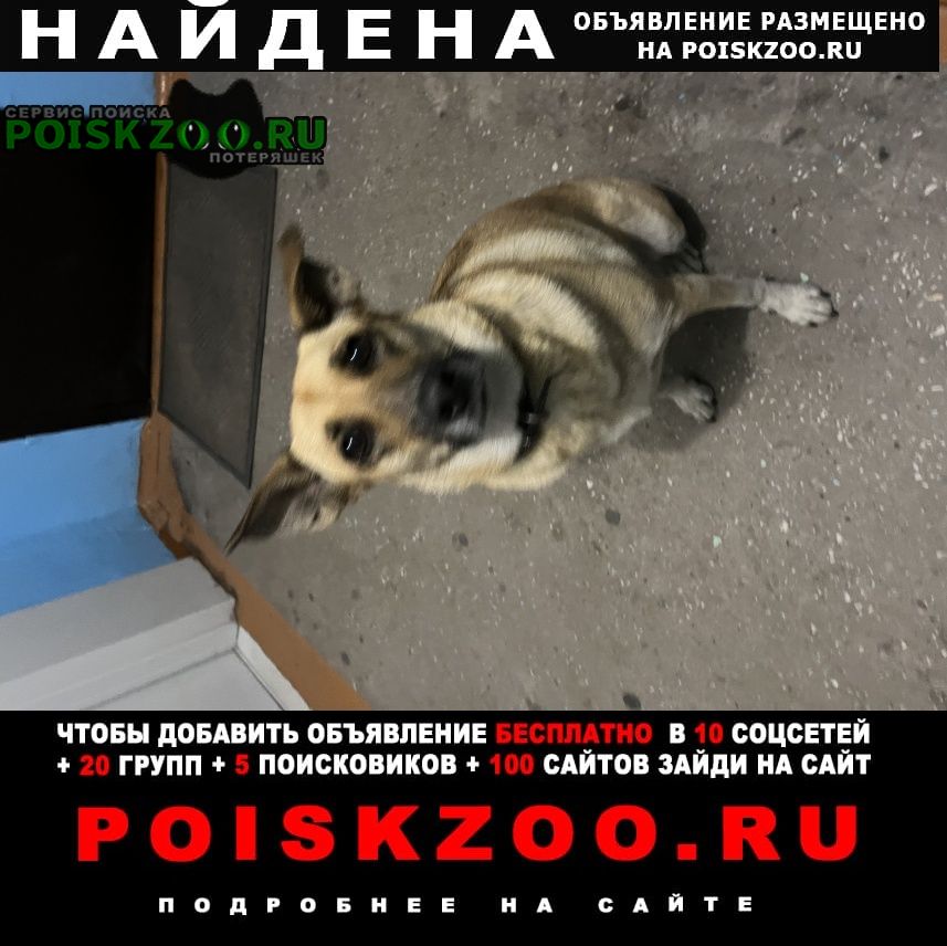 Найдена собака сидит в подъезде Черногорск Хакасия