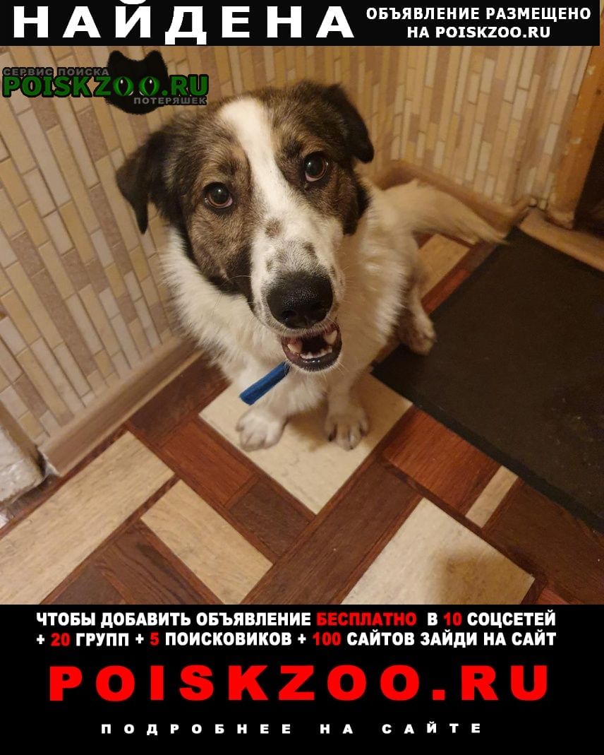 Найдена собака кобель возле метро чертановская Москва
