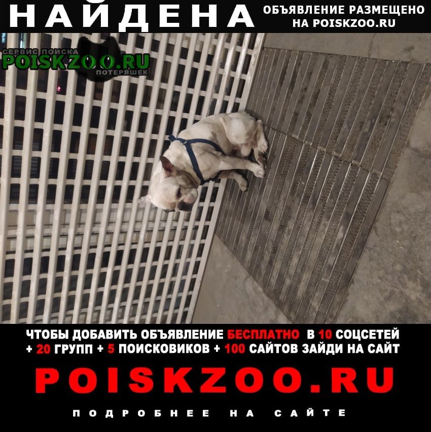Краснодар Найдена собака кобель тургенева 29, 14. 02 в 21. 00