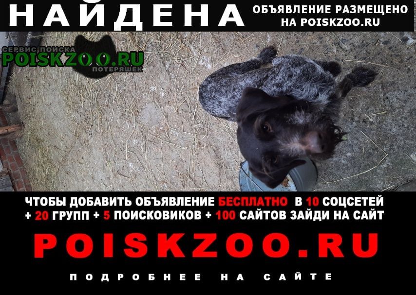 Найдена собака порода дратхаар Брянск