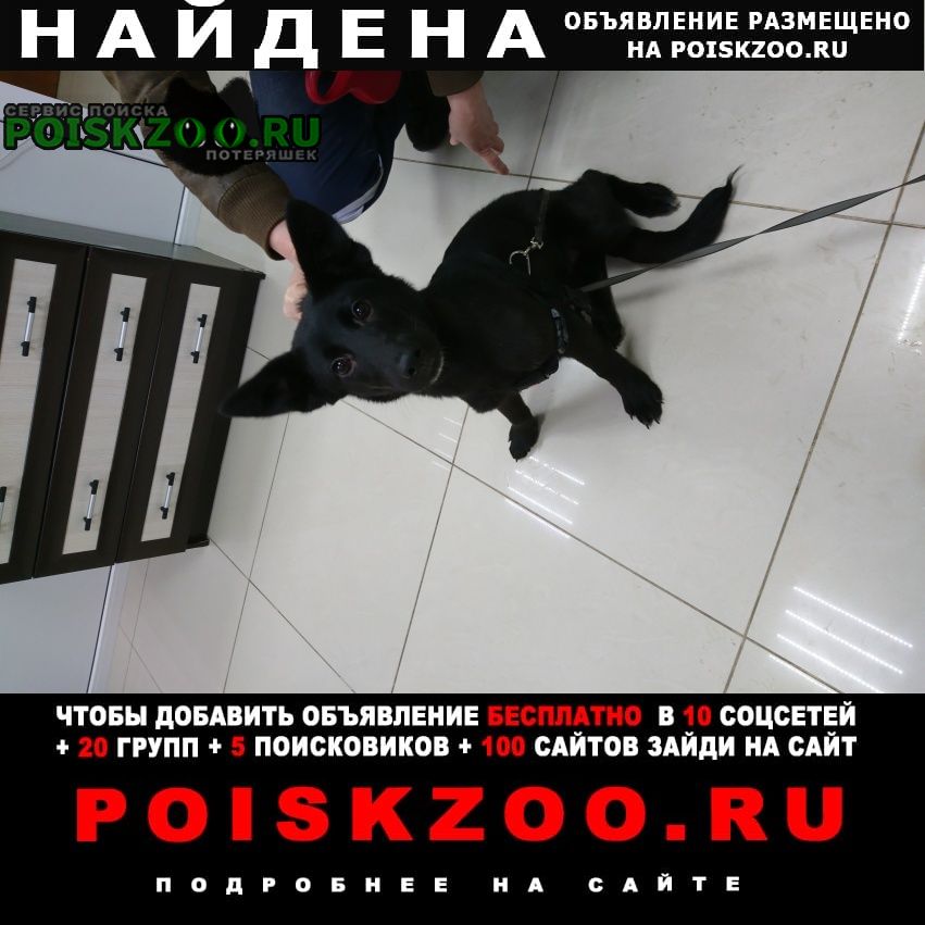 Москва Найдена собака.