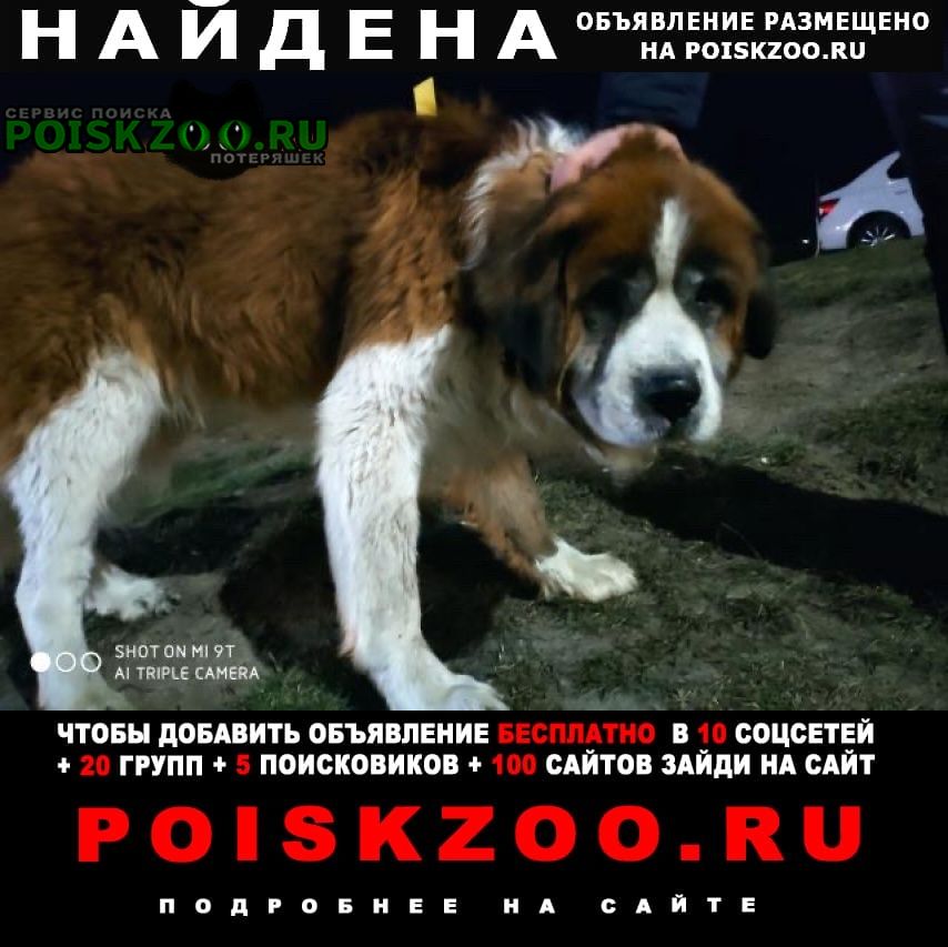 Собаки ростов на дону. Собака Ростов на Дону. Найдена собака Ростов-на-Дону Горизонт. Поиск собак в Ростове на Дону. Большие собаки в Ростове на Дону.