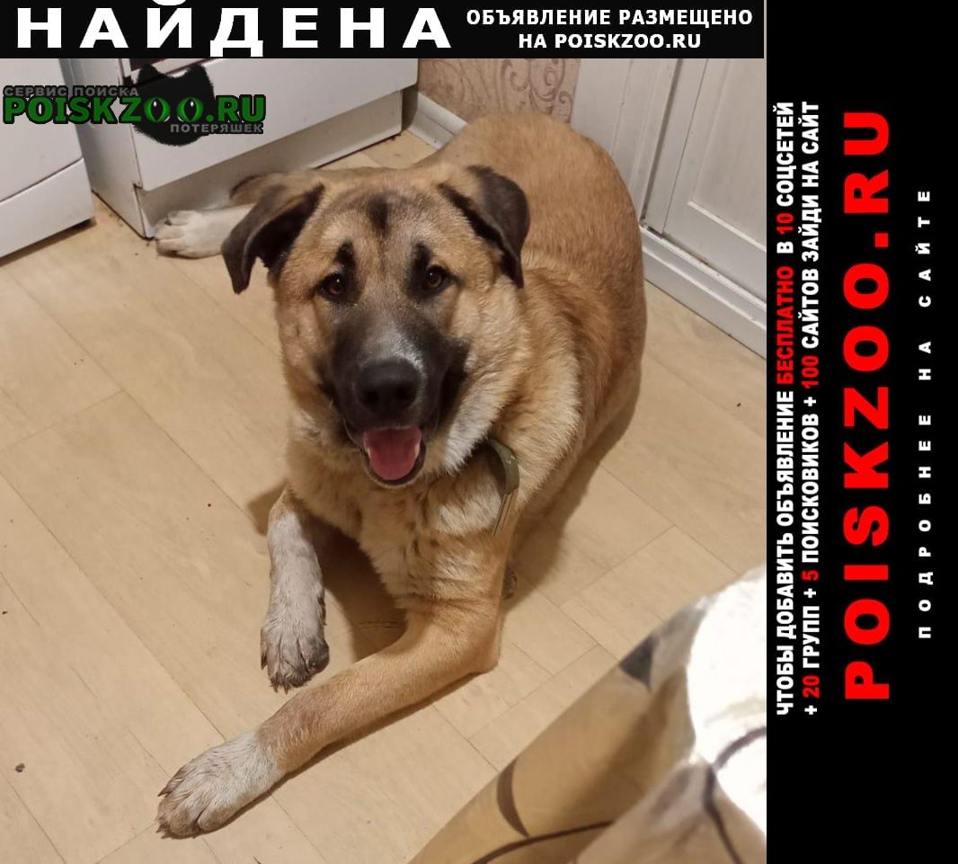 Хабаровск Найдена собака кобель
