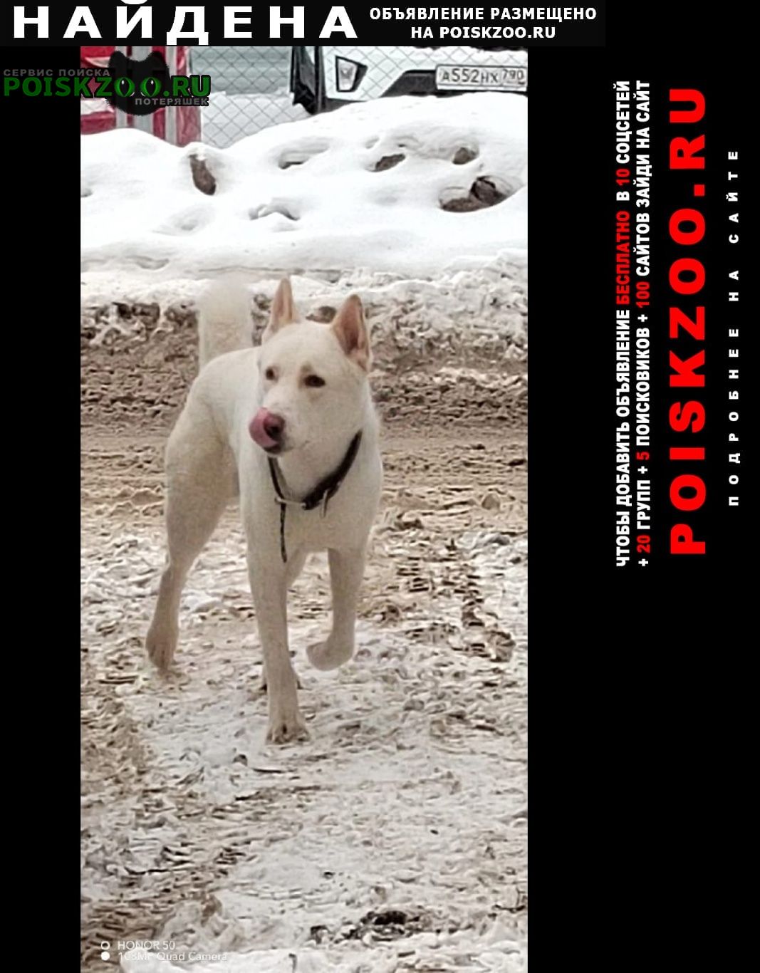 Найдена собака кобель белый пес Новосибирск
