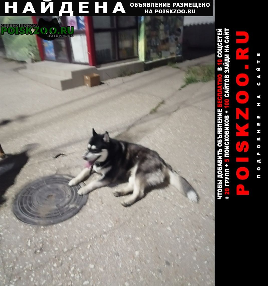 Найдена собака кобель хаски возле цума Севастополь