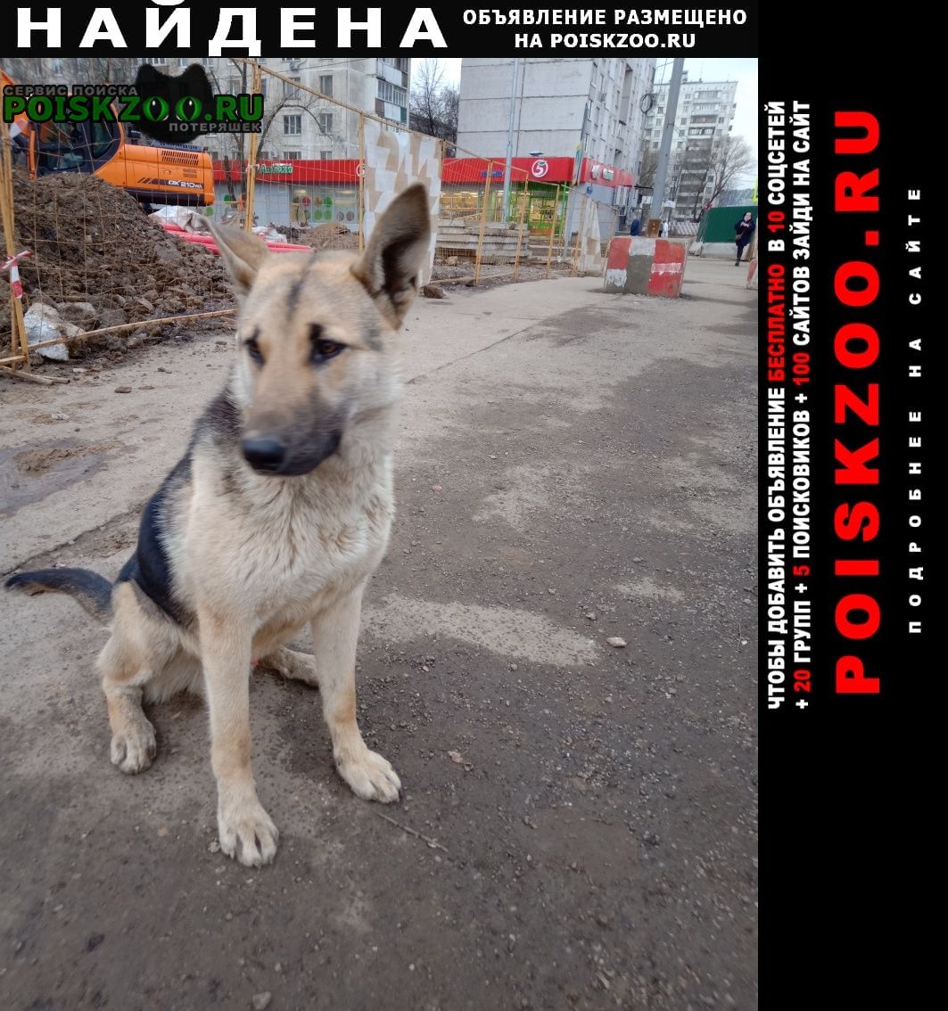 Найдена собака кобель замечена собака. Москва