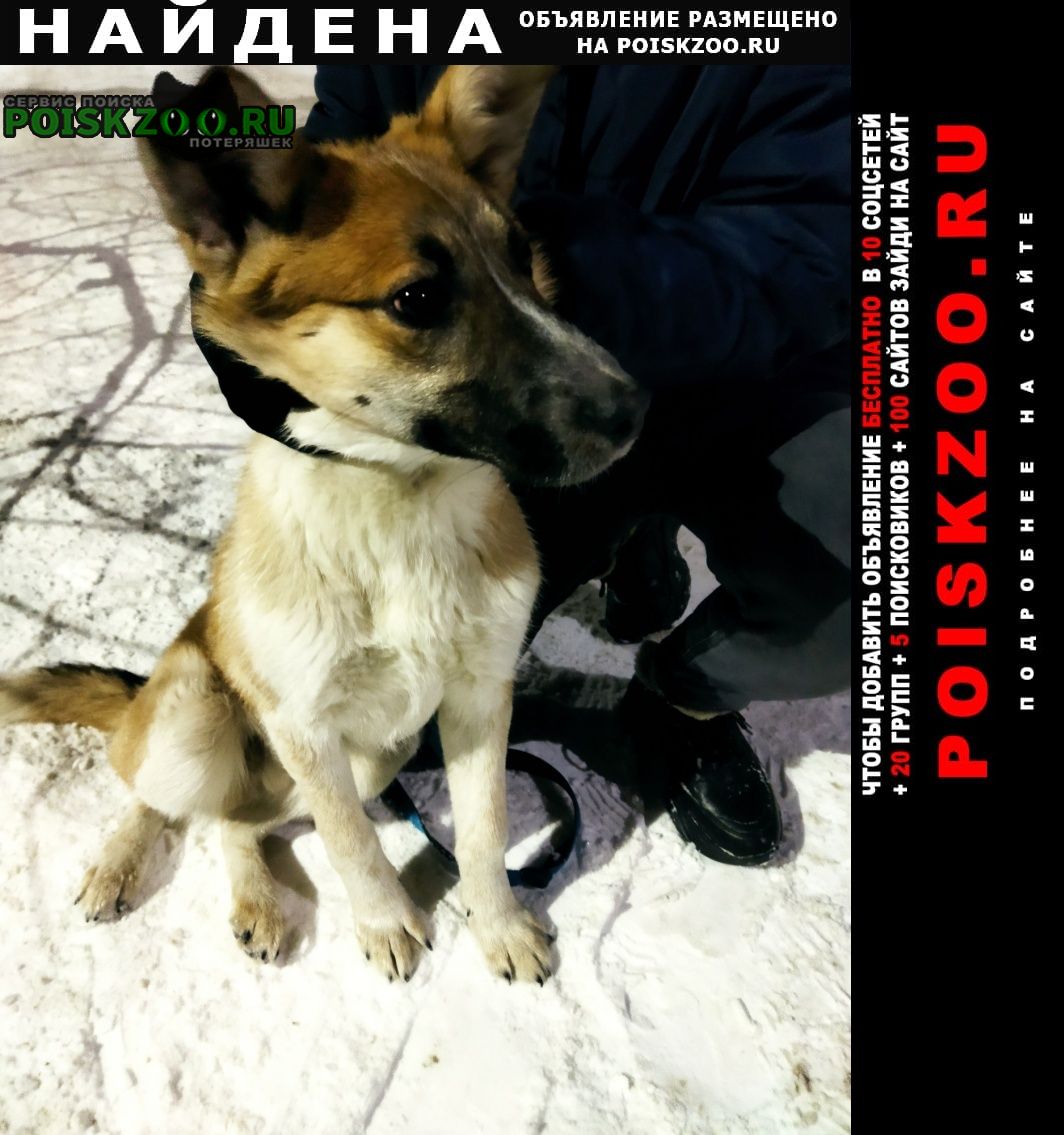 Томск Найдена собака кобель вблизи 25 школы