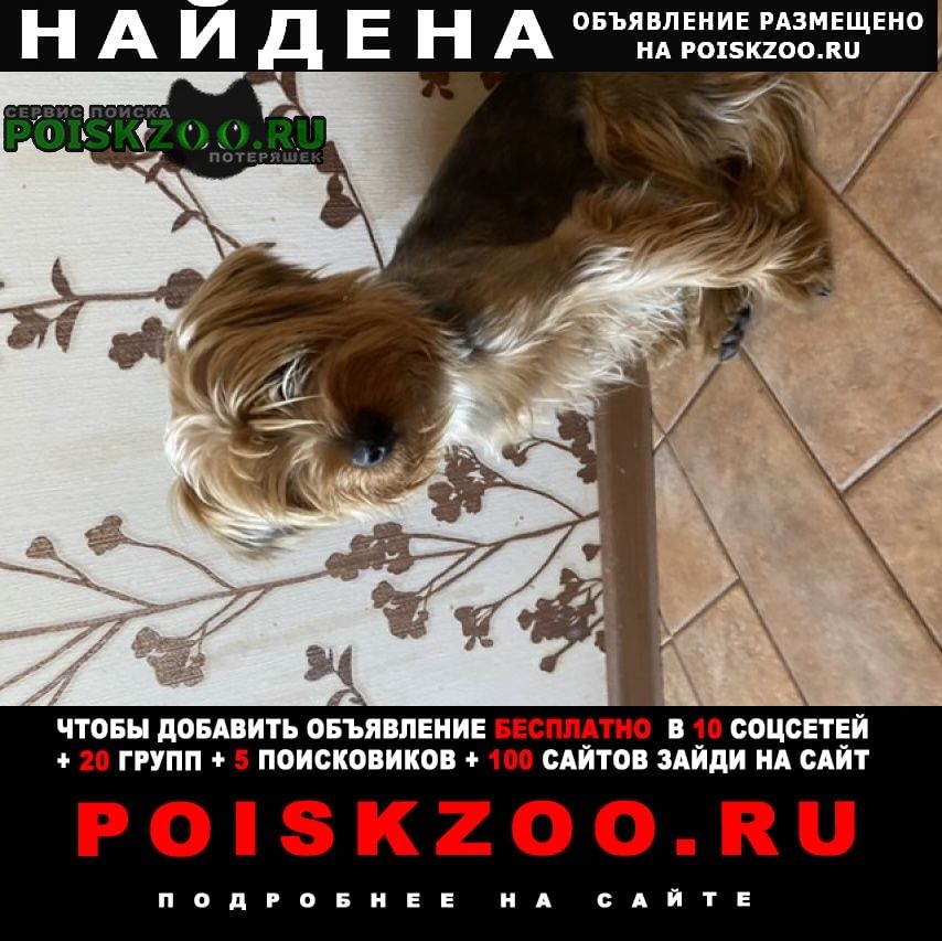 Найдена собака кобель Жуковский