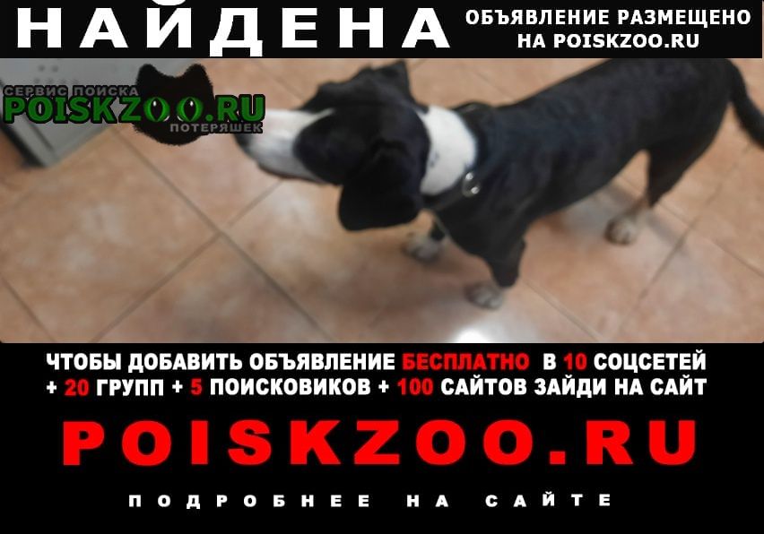 Найдена собака около метро щедковская Москва
