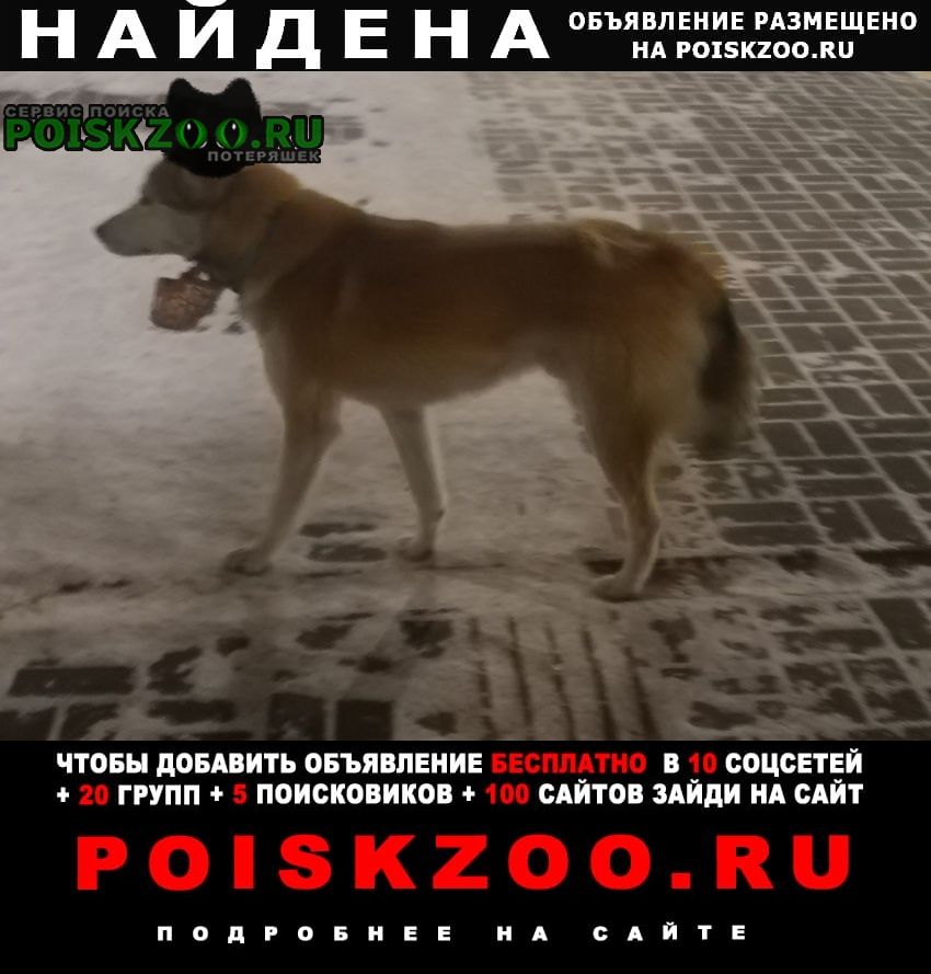 Красноярск Найдена собака кобель кто потерял?