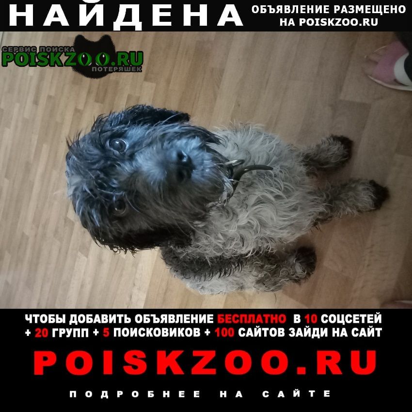 Найдена собака кобель на пр. ставки 12 февраля Ростов-на-Дону