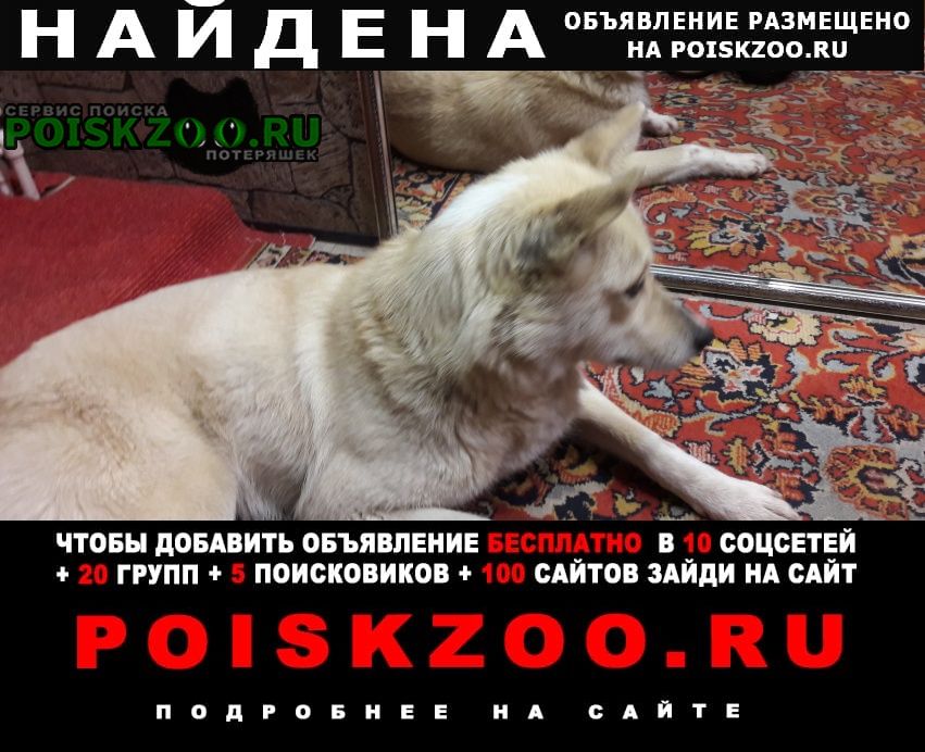 Найдена собака 20. 03. в минеево. Иваново