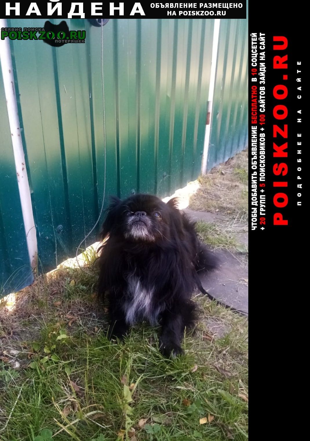 Найдена собака кобель ищем хозяина или нового хозяина Воскресенск