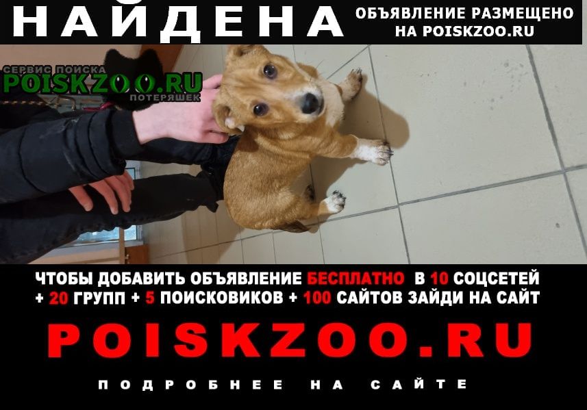 Найдена собака с ошейником Омск