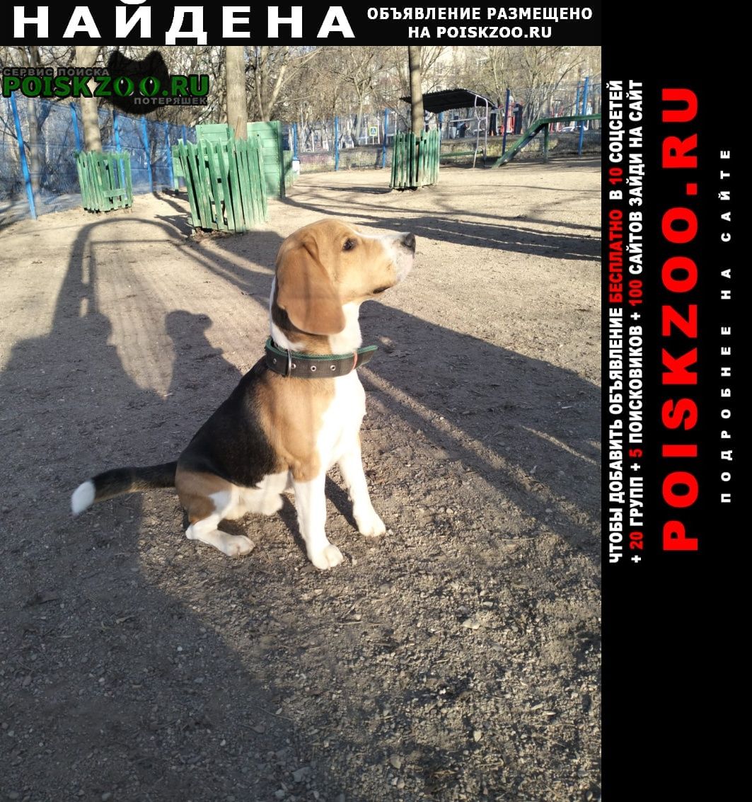 Найдена собака кобель бигль Москва