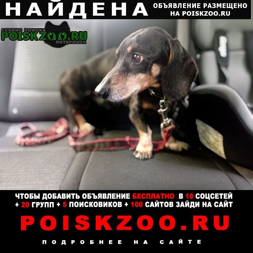 Найдена собака кобель, 11 район, кобель таксы Зеленоград
