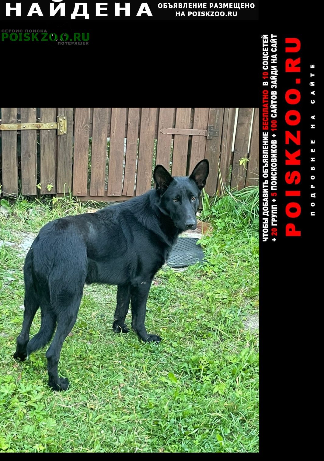 Найдена собака кобель очень добрый пёс Домодедово