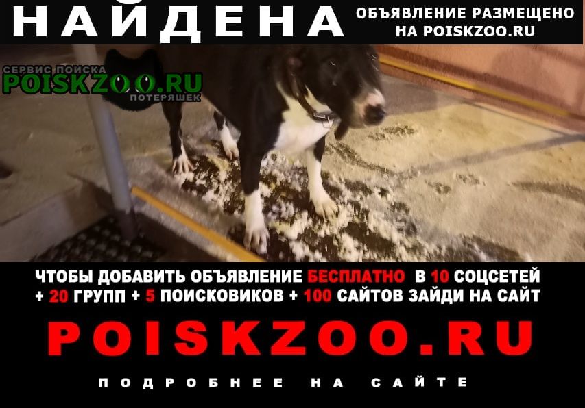 Найдена собака бультерьер девочка (черно белый окрас) Домодедово