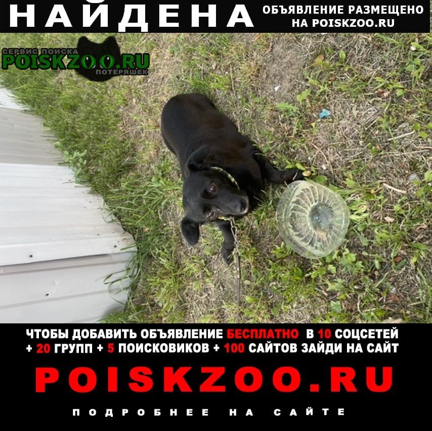 Найдена собака на бутлерова, д. 36 Санкт-Петербург