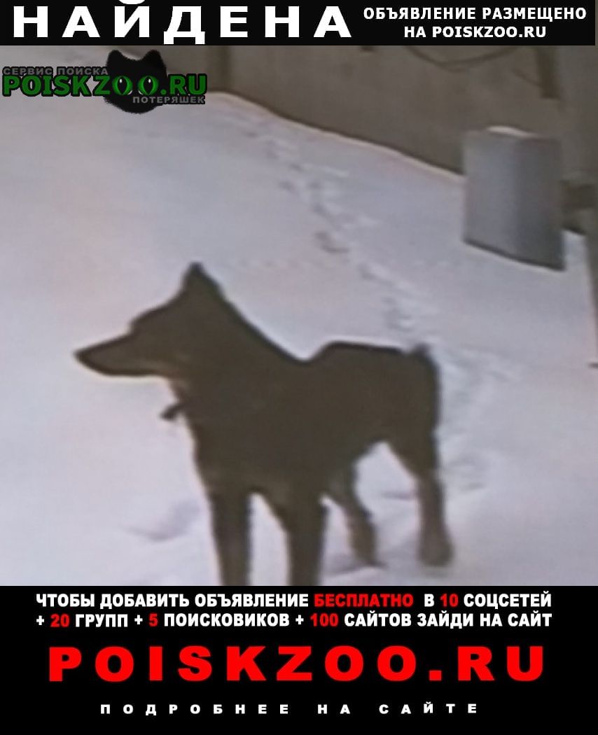 Найдена собака на огороженной территори Красноярск