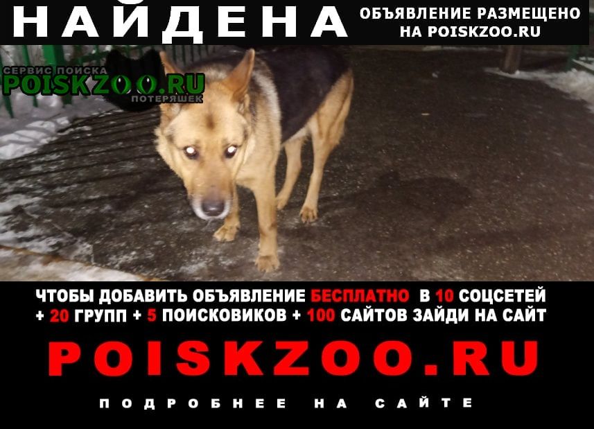 Найдена собака овчарка Нижний Новгород