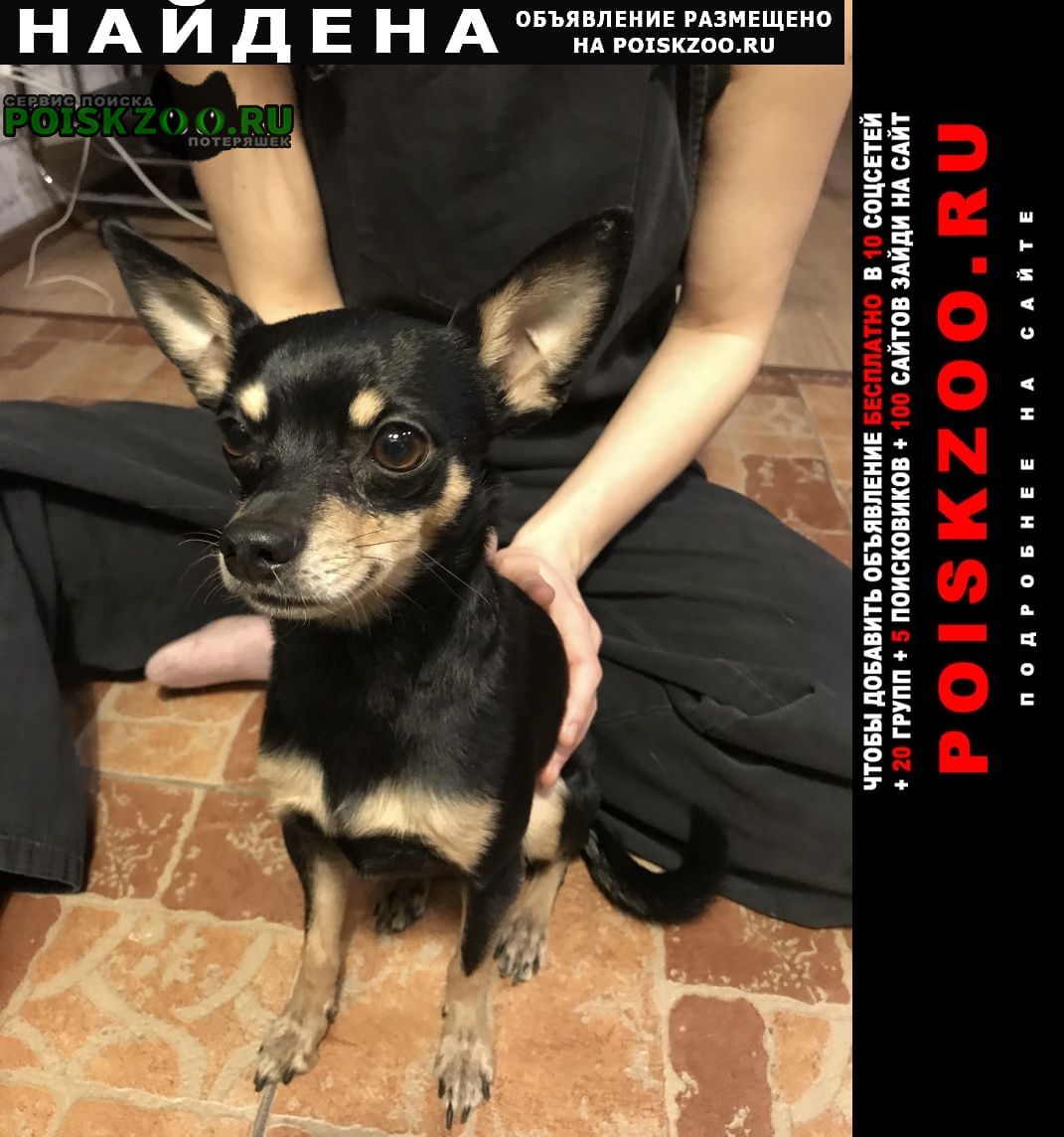 Найдена собака кобель той-терьер Санкт-Петербург