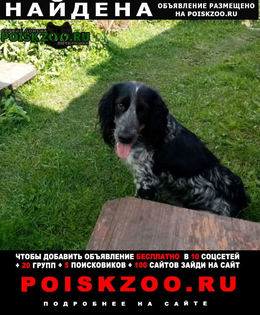 Найдена собака порода спаниель Киселевск