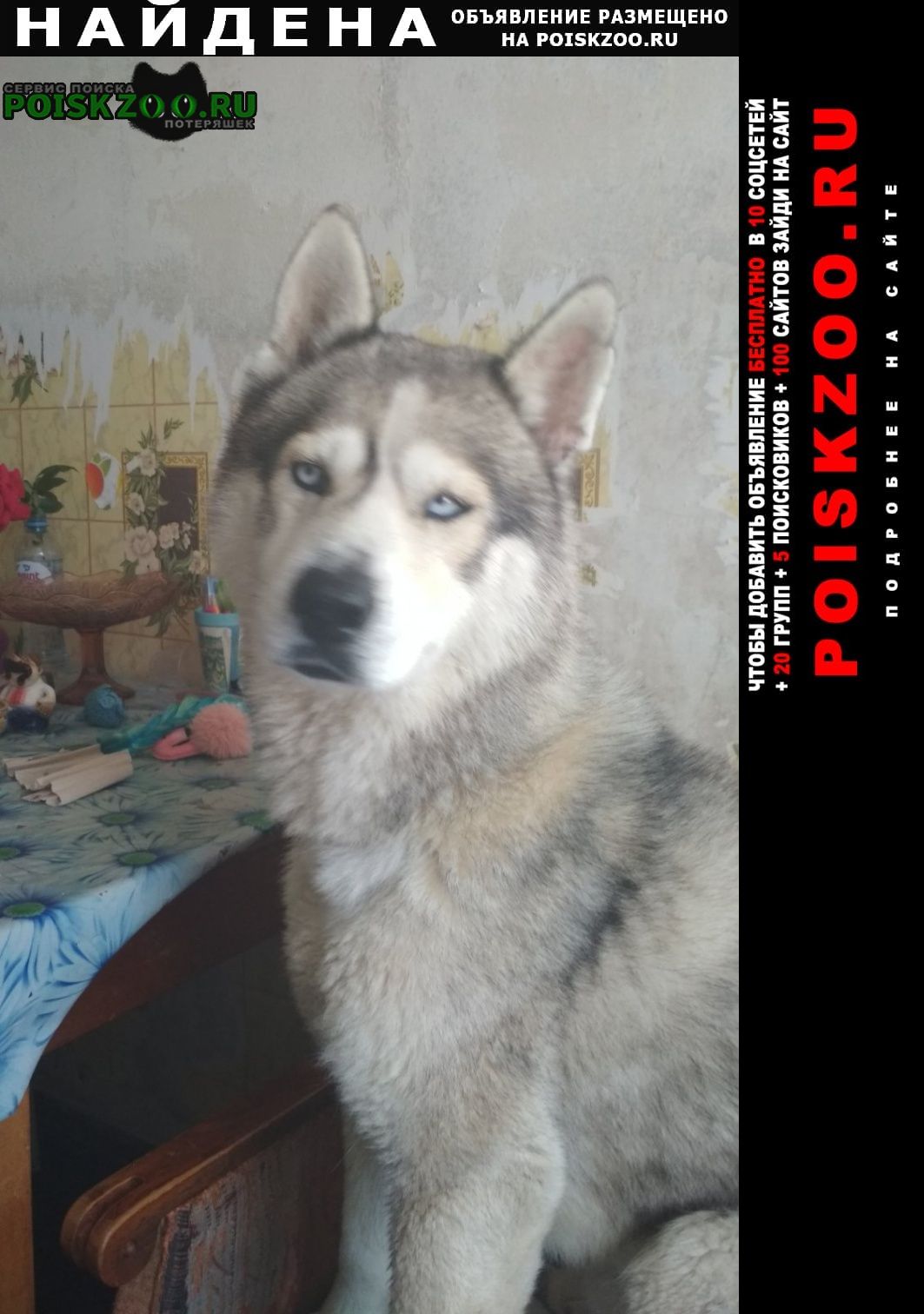 Найдена собака кобель породы хаски Севастополь