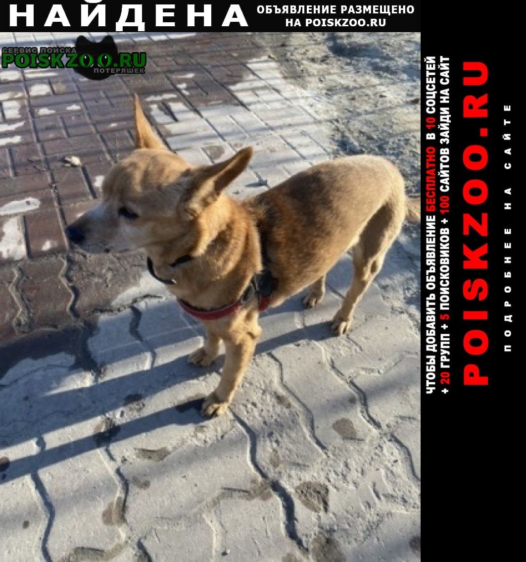 Найдена собака кобель Ханты-Мансийск