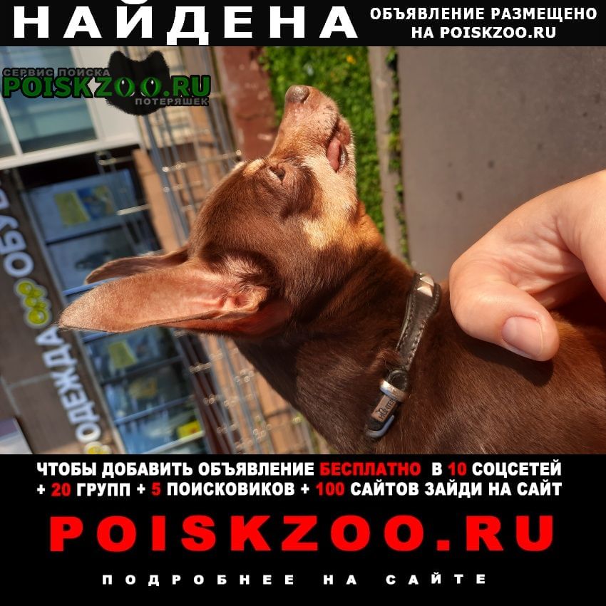 Найдена собака кобель южное бутово Москва