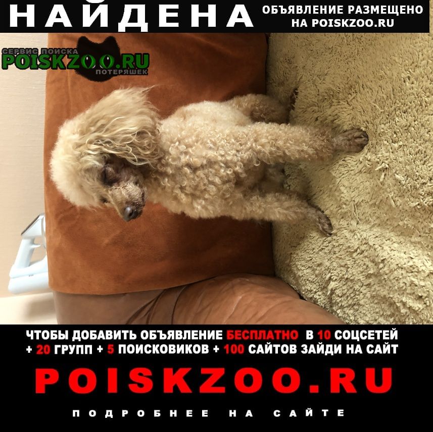 Найдена собака кобель той пудель кобель персик Красноярск