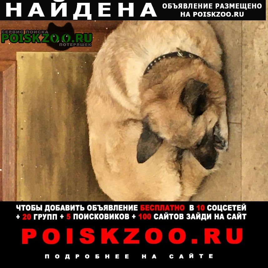 Москва Найдена собака район вднх