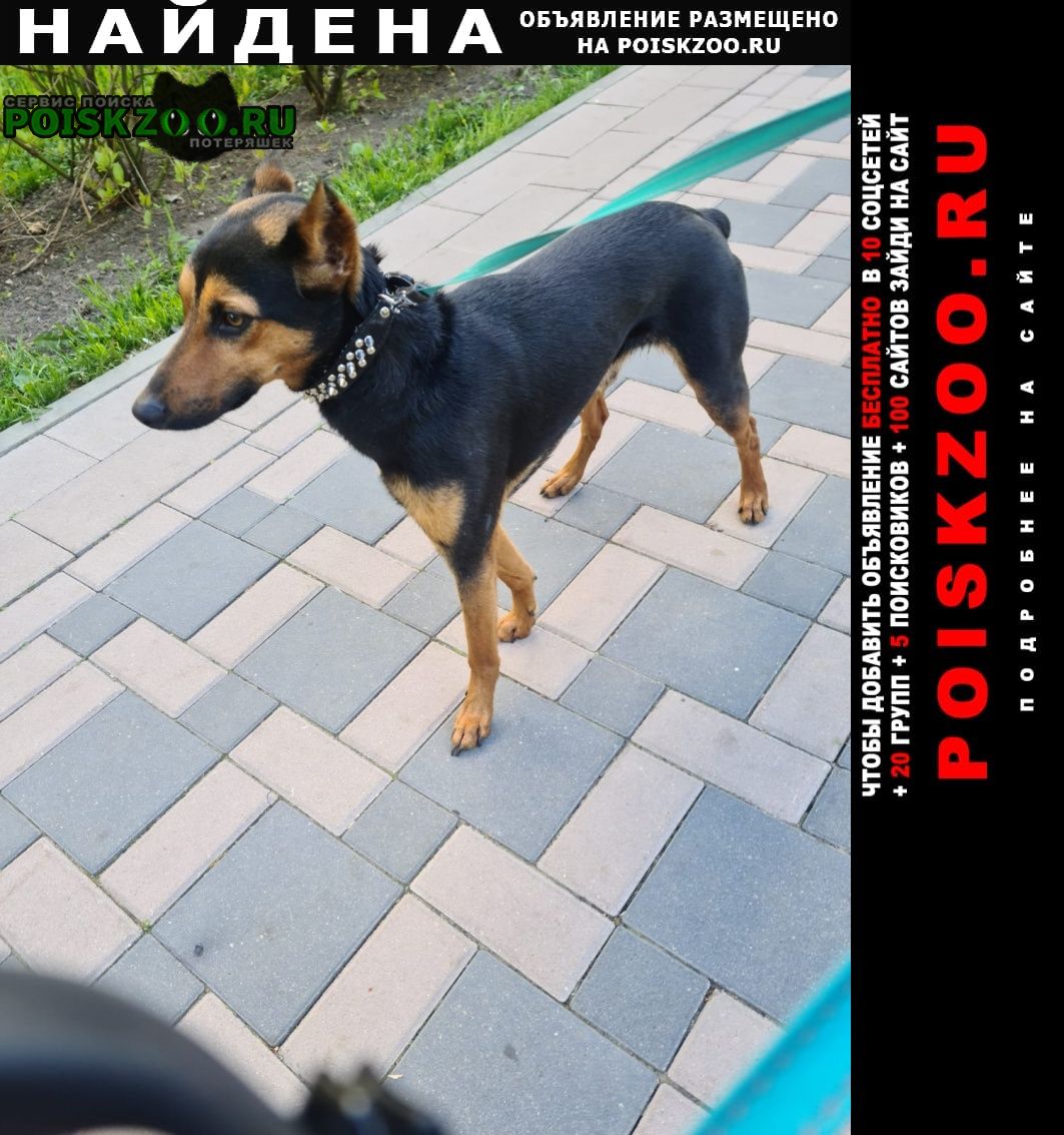 Москва Найдена собака кобель