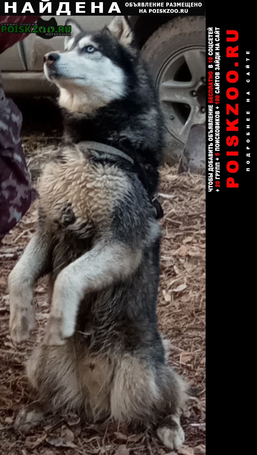 Найдена собака кобель хаски, кобель голубоглазый Владивосток
