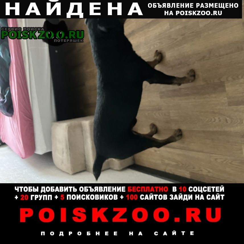 Найдена собака кобель ягдтерьер Москва