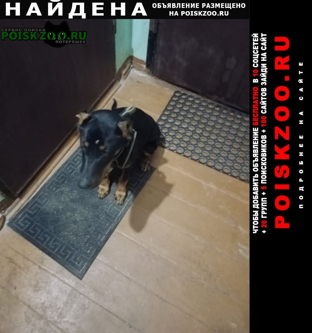 Найдена собака кобель пос. фосфоритный Воскресенск
