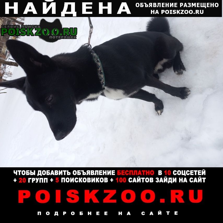 Москва Найдена собака кобель с белой грудкой