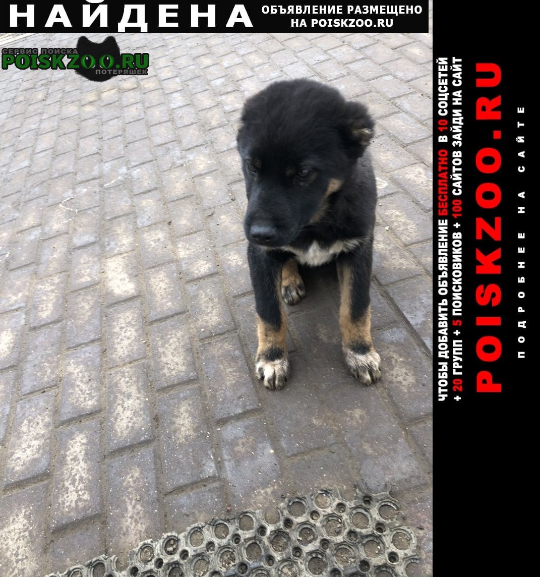 Найдена собака кобель Подольск