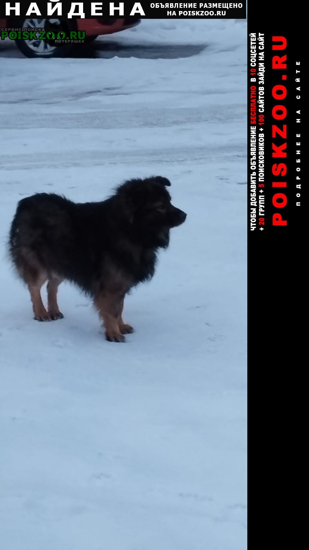 Найдена собака Балашов