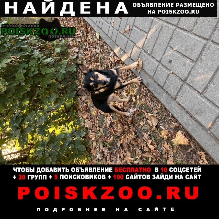Найдена собака Лазаревское