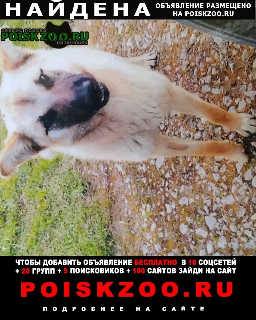 Найдена собака кобель ищет семью Ясногорск