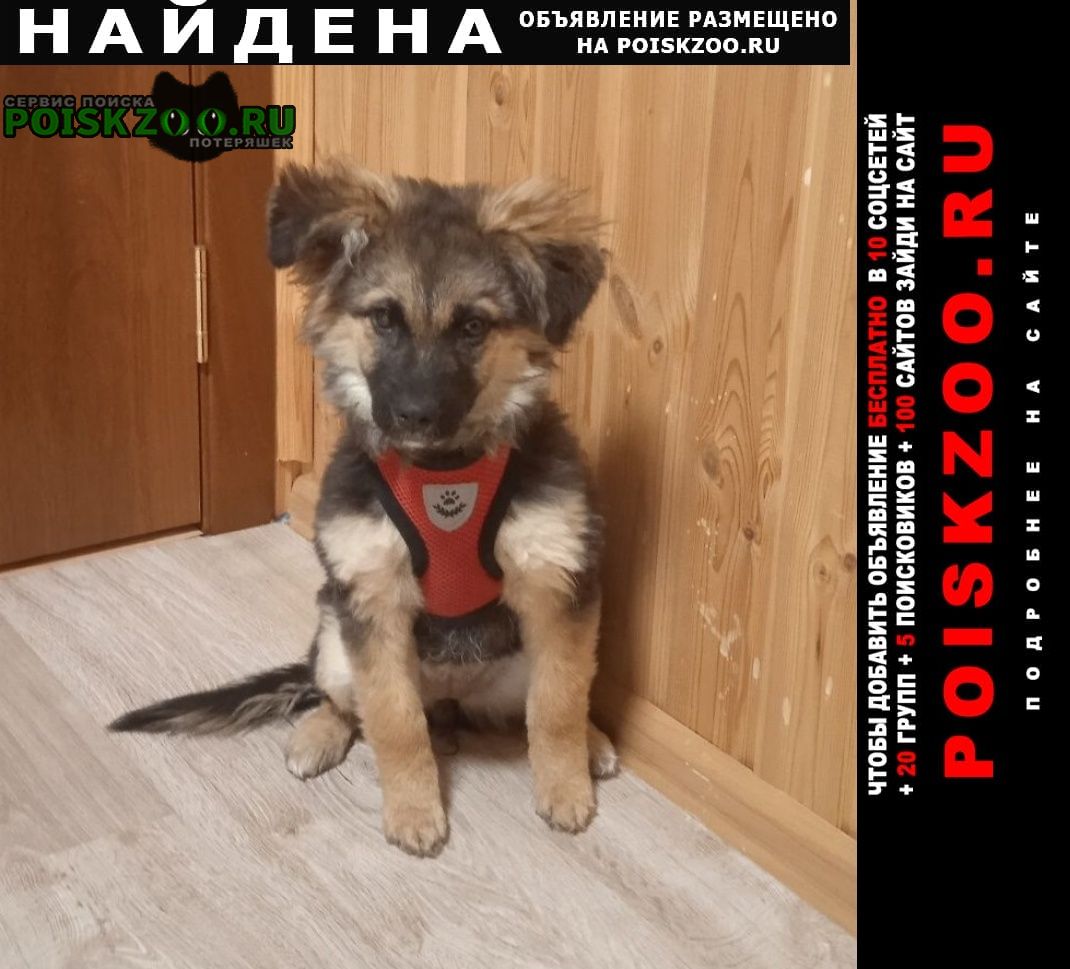 Найдена собака кобель щенок. похож на овчарку. Егорьевск
