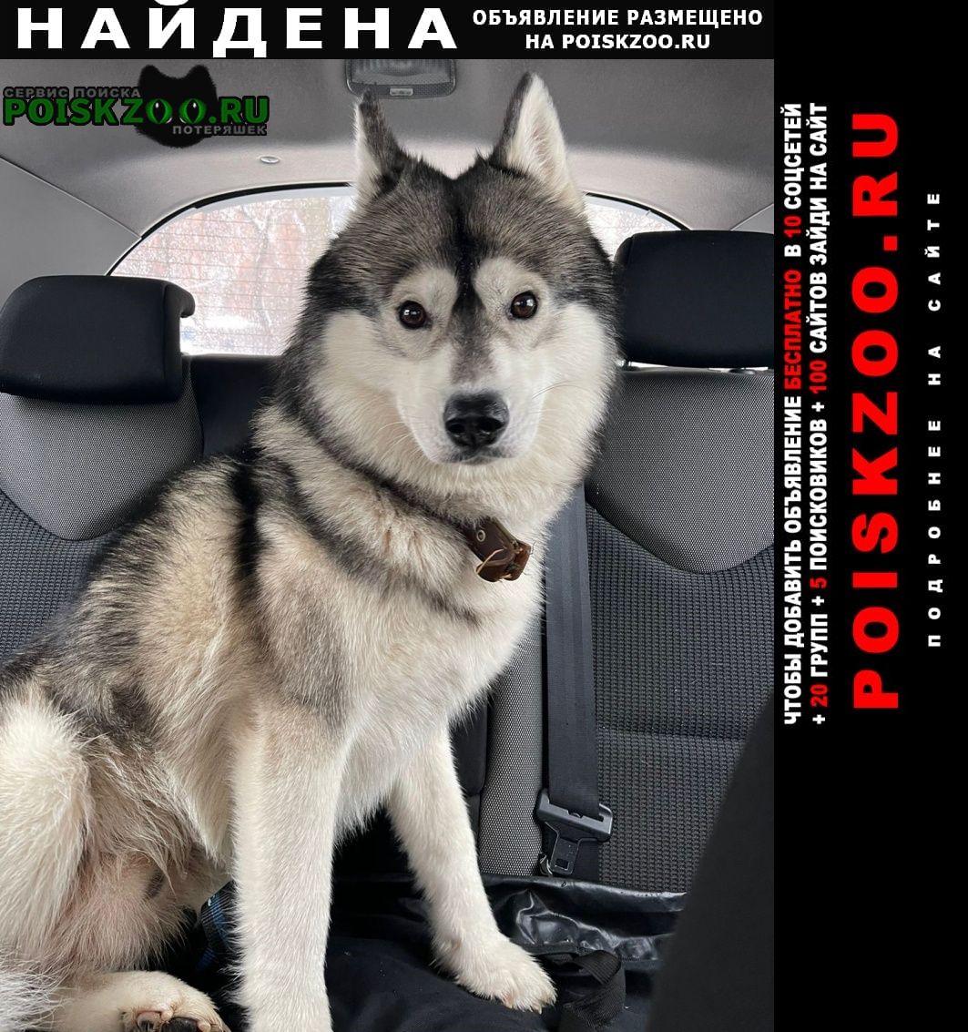 Найдена собака кобель хаска ( ) Москва