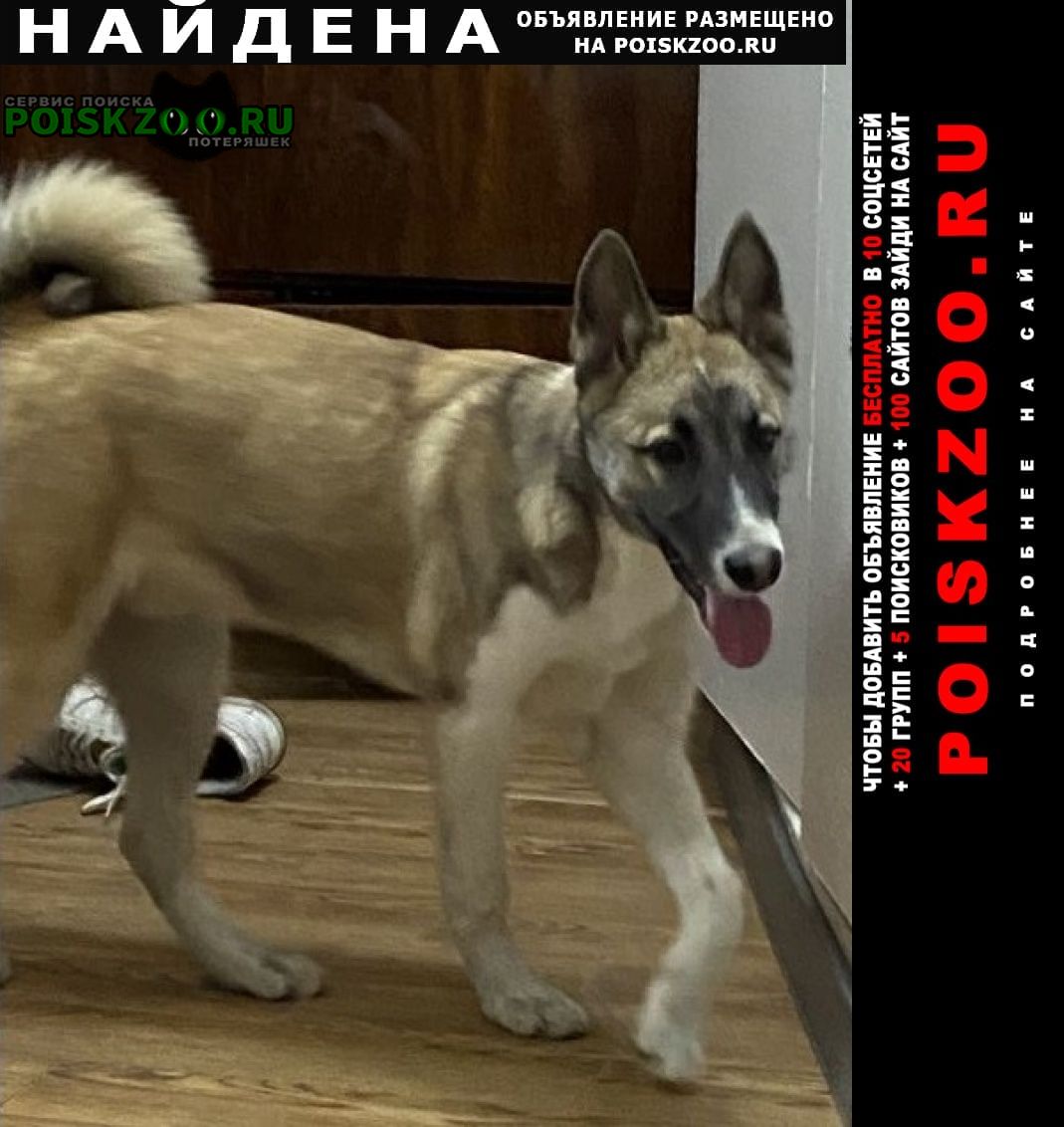 Найдена собака кобель территориально дыбенко Санкт-Петербург
