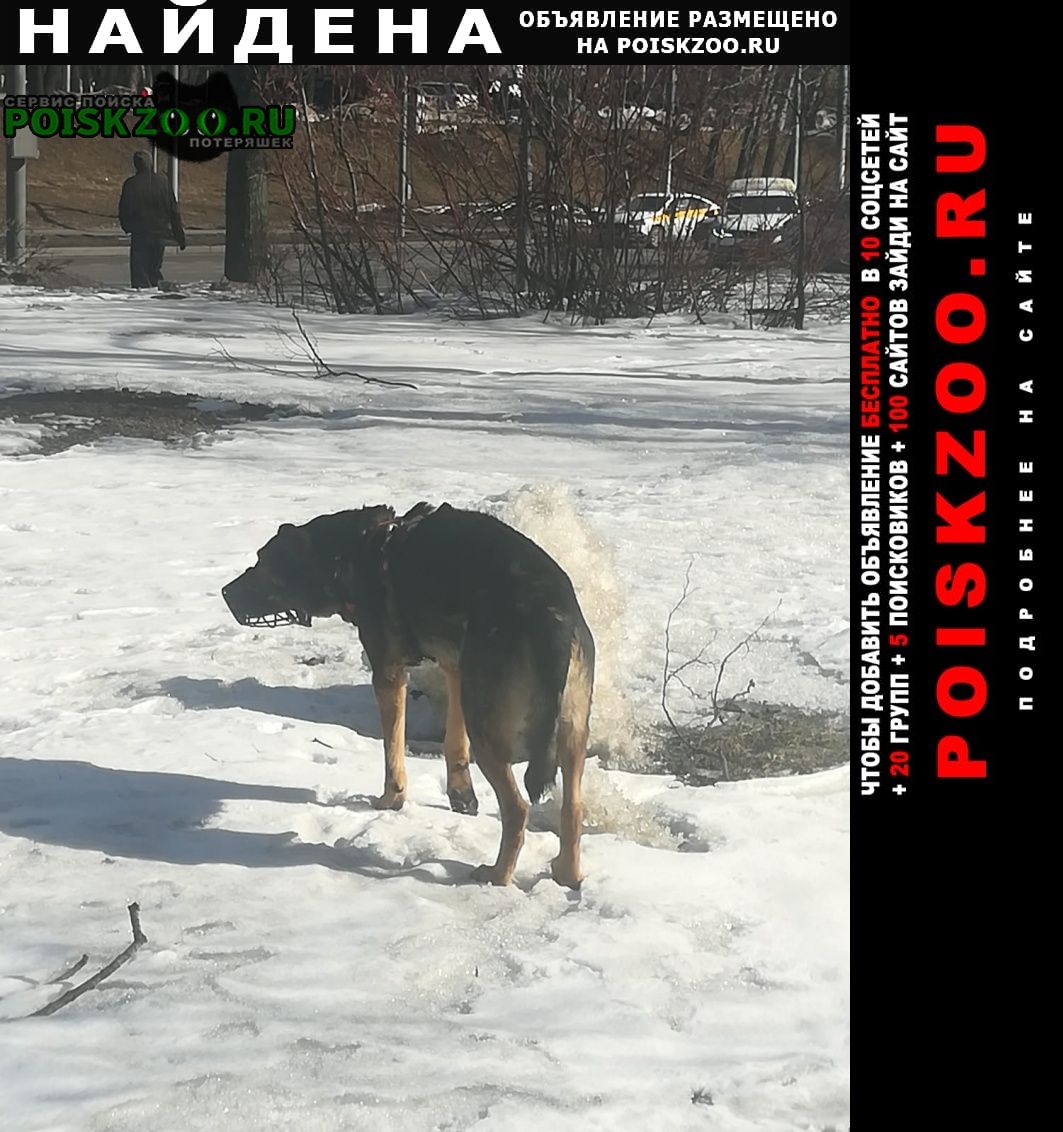 Найдена собака кобель метис овчарки, . Москва