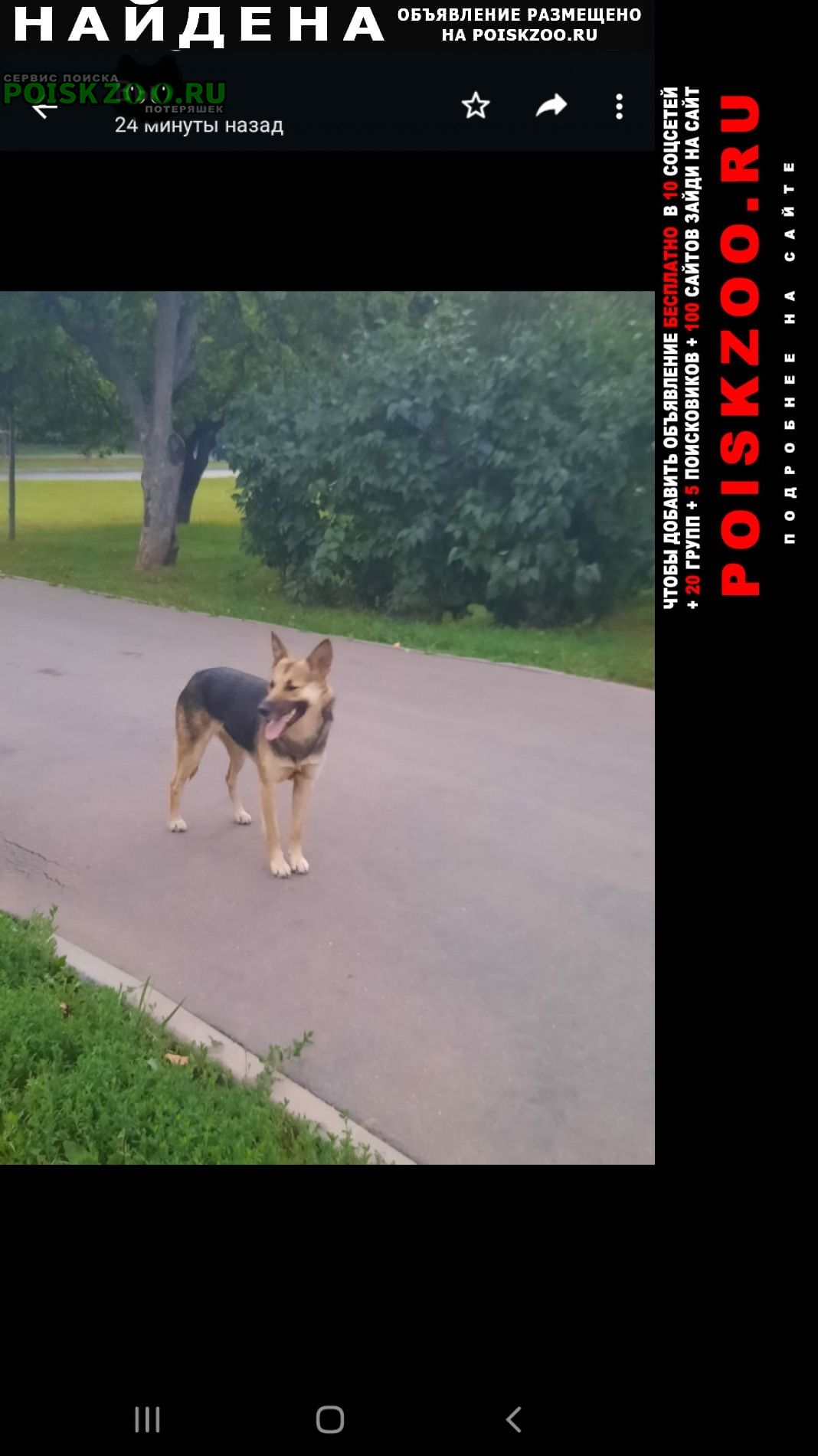 Найдена собака сука рыжеватая, домашняя, очень напугана Москва