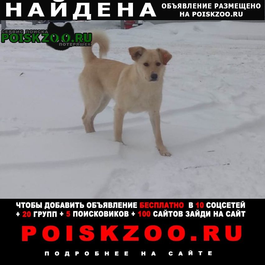 Найдена собака Жуковский