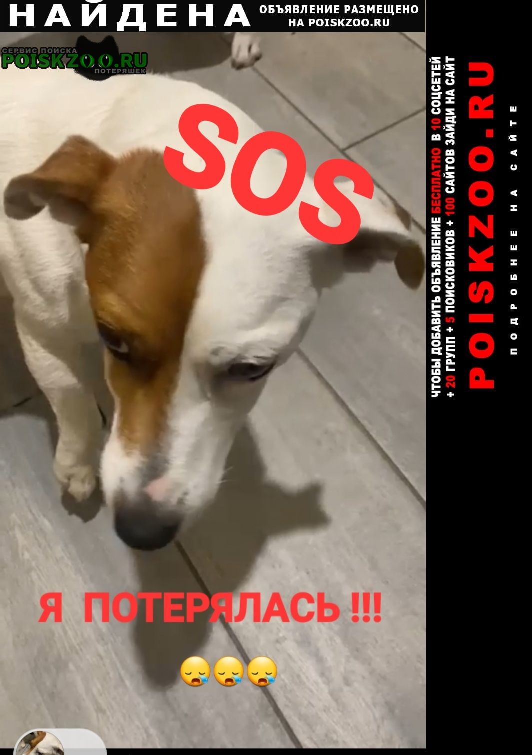 Найдена собака джек рассел Подольск