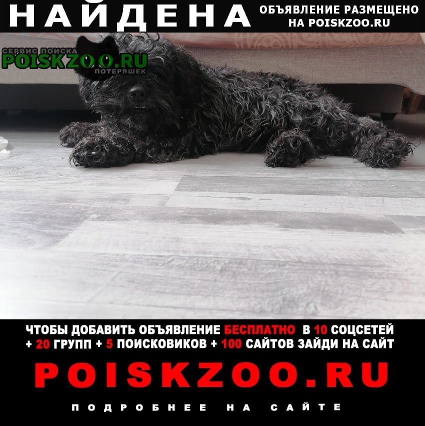Найдена собака кобель Орехово-Зуево
